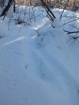 Highslide JS